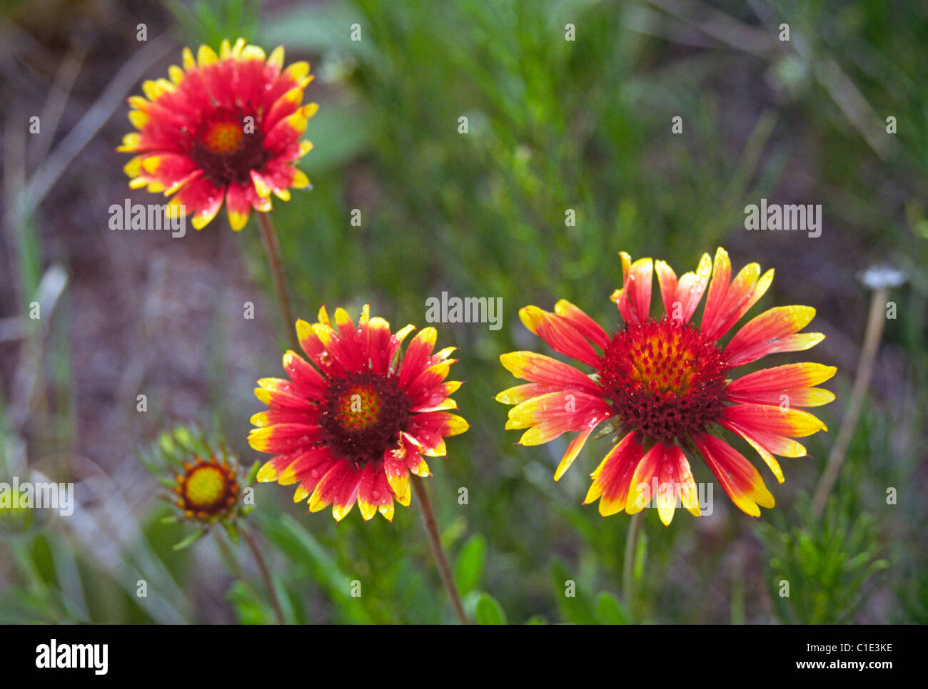 Indian blanket, also called Blanket flowers, growing wild in a field in central Texas hill country Stock Photo