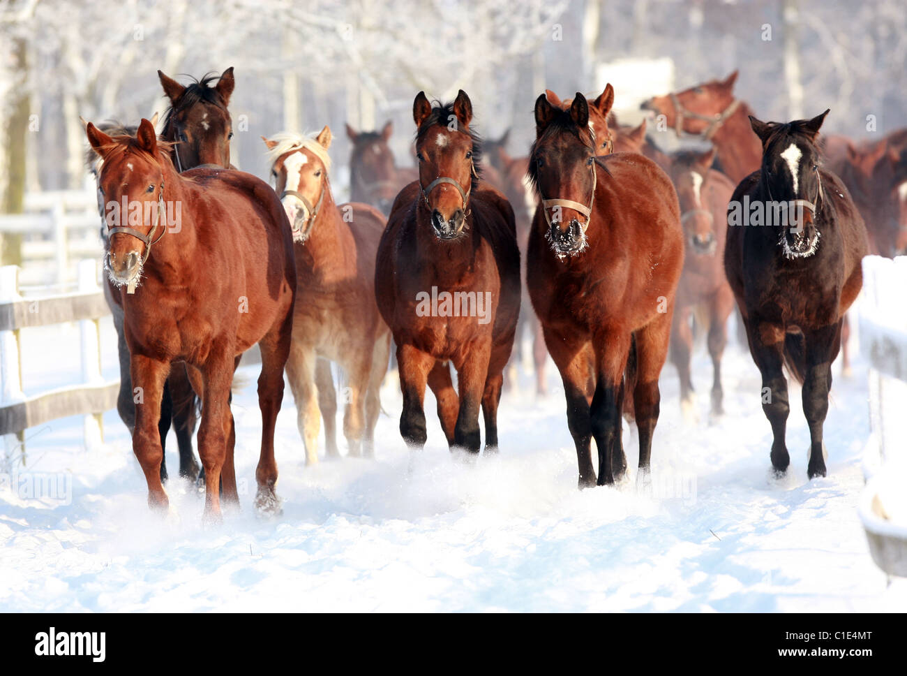 Horses in a paddock in winter, Graditz, Germany Stock Photo