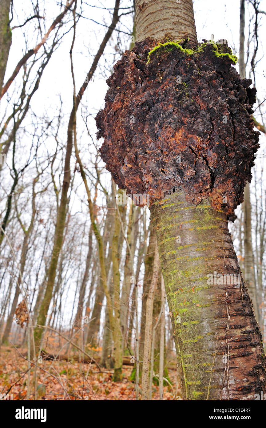 A burr (or burl) on the trunk of a wild cherry tree (Prunus avium) Stock Photo