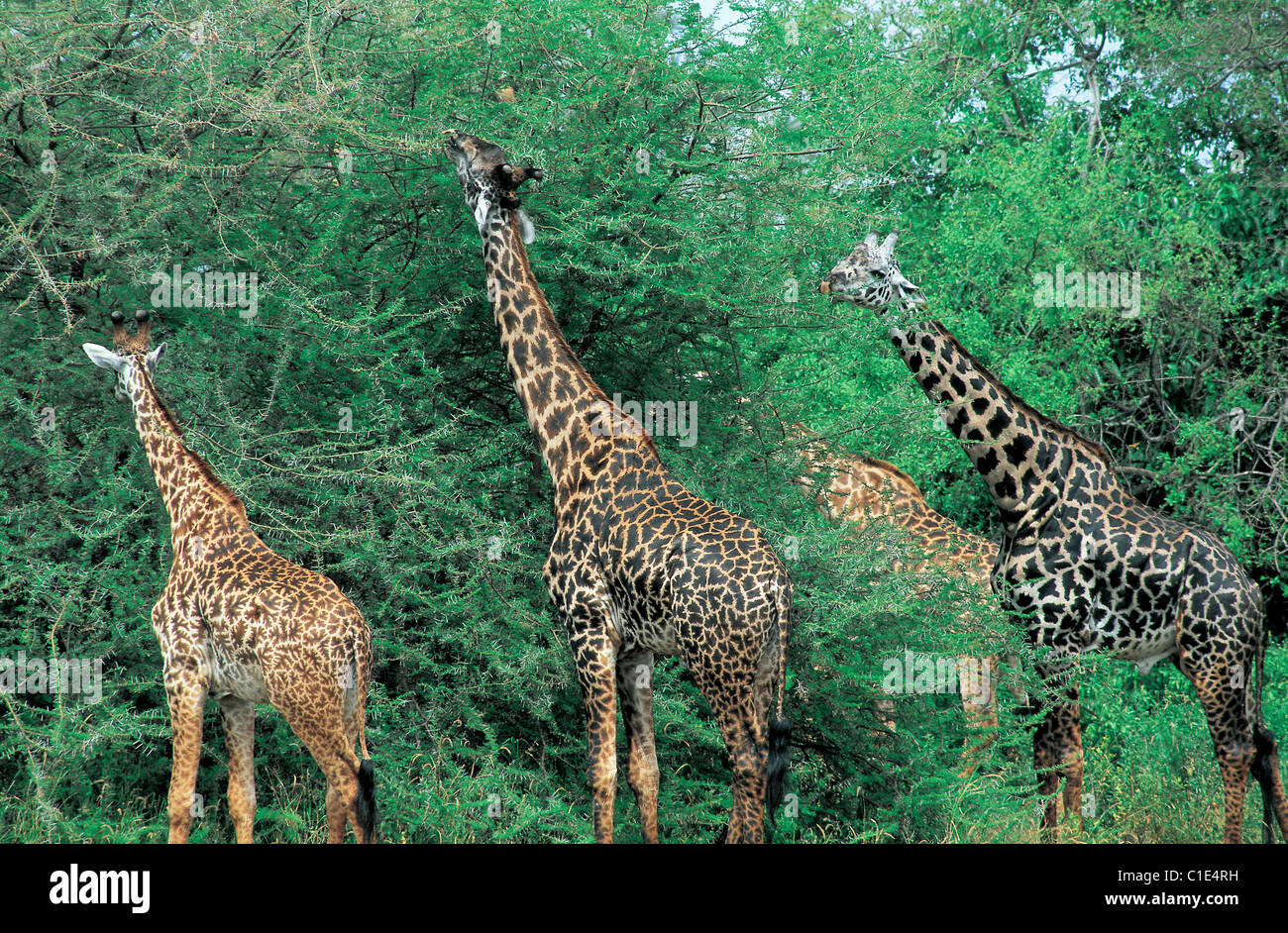 Giraffes grazing hi-res stock photography and images - Alamy