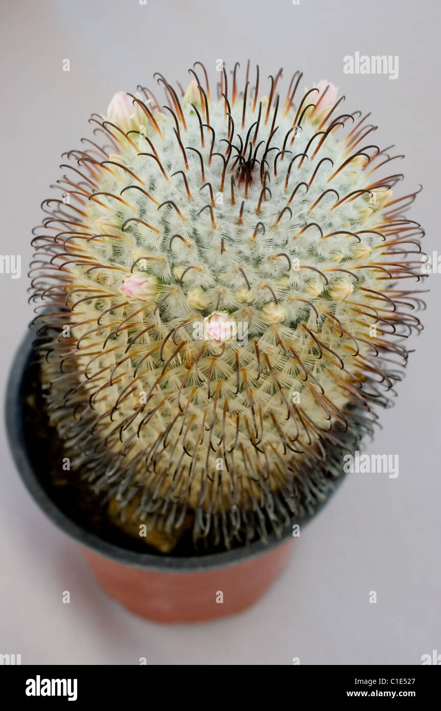 Mammillaria perezdelarosae hi-res stock photography and images - Alamy