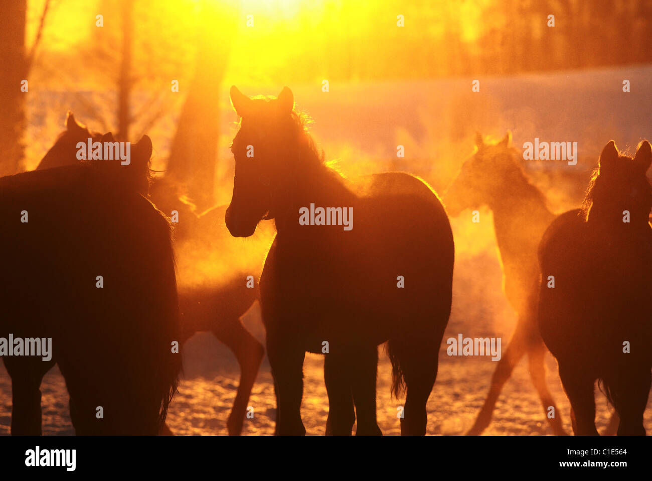 Silhouettes of horses in a paddock at sunrise, Goerlsdorf, Germany Stock Photo