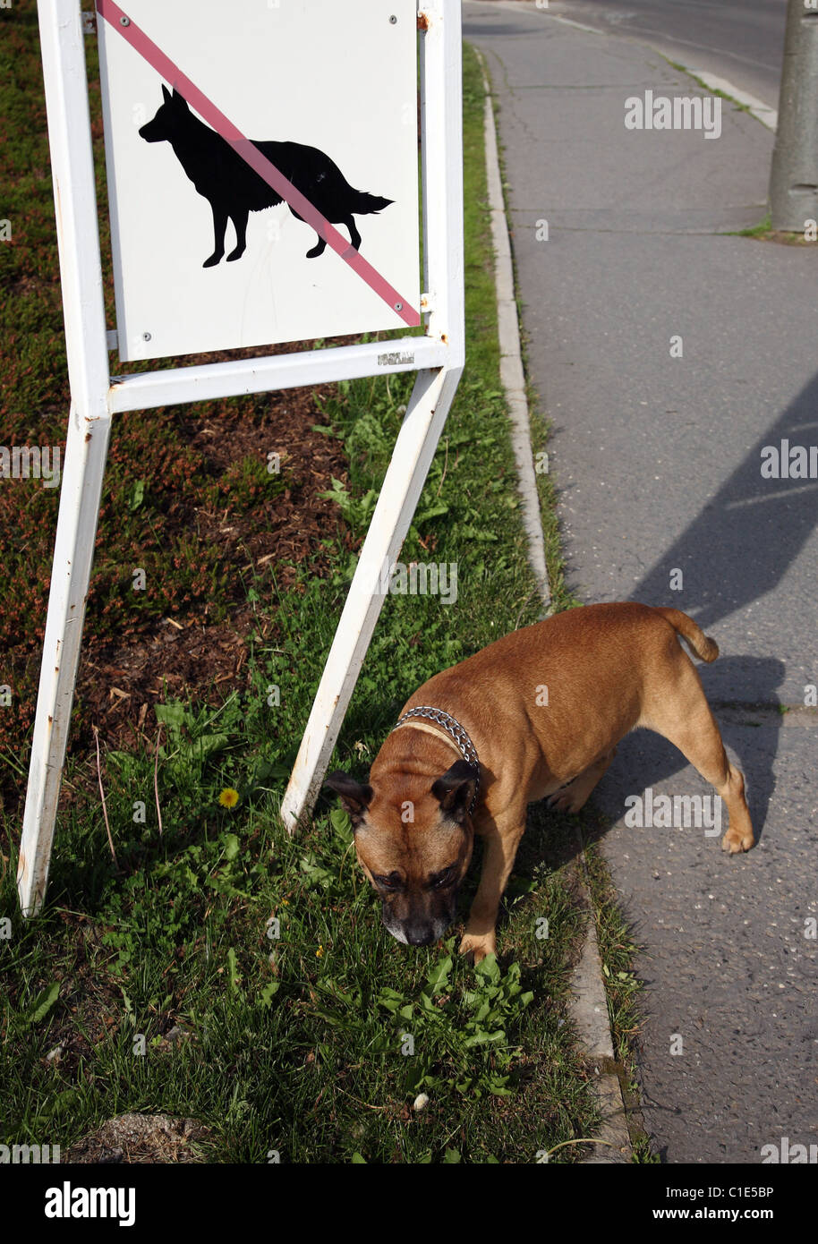 No Dog sign, Marianske Lazne, Czech Republic Stock Photo
