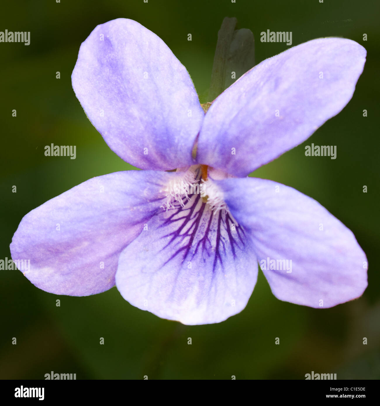 Heath Dog-Violet Stock Photo