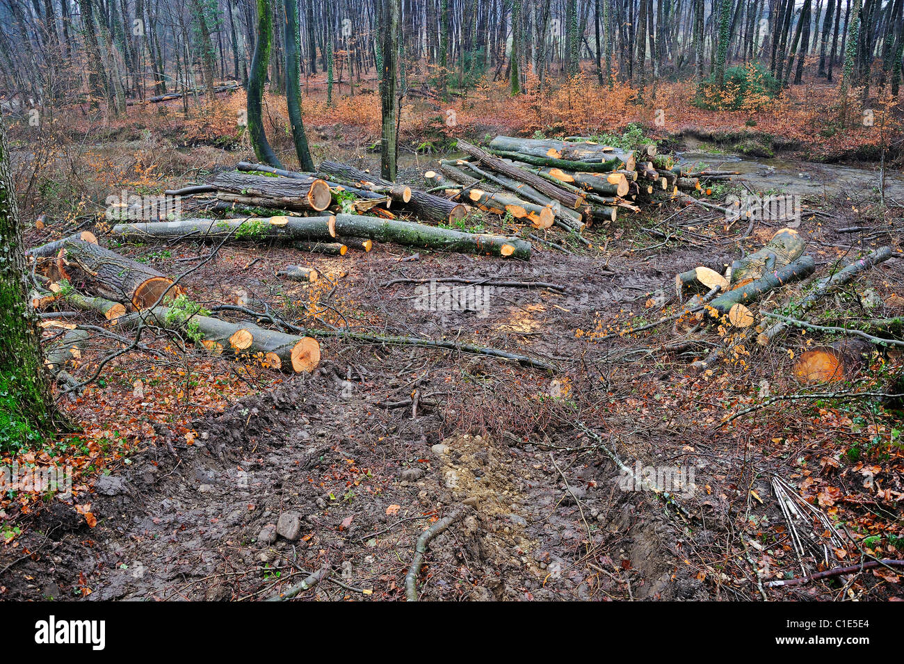 The devastation left behind after a wood has been logged Stock Photo