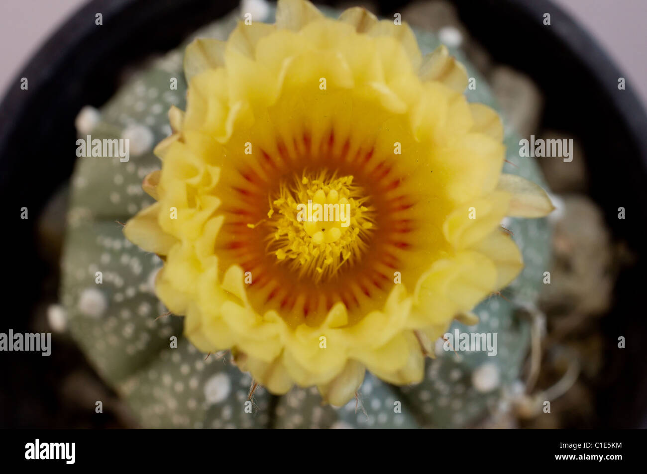 Sand Dollar Cactus (Astrophytum asterias) flower Stock Photo