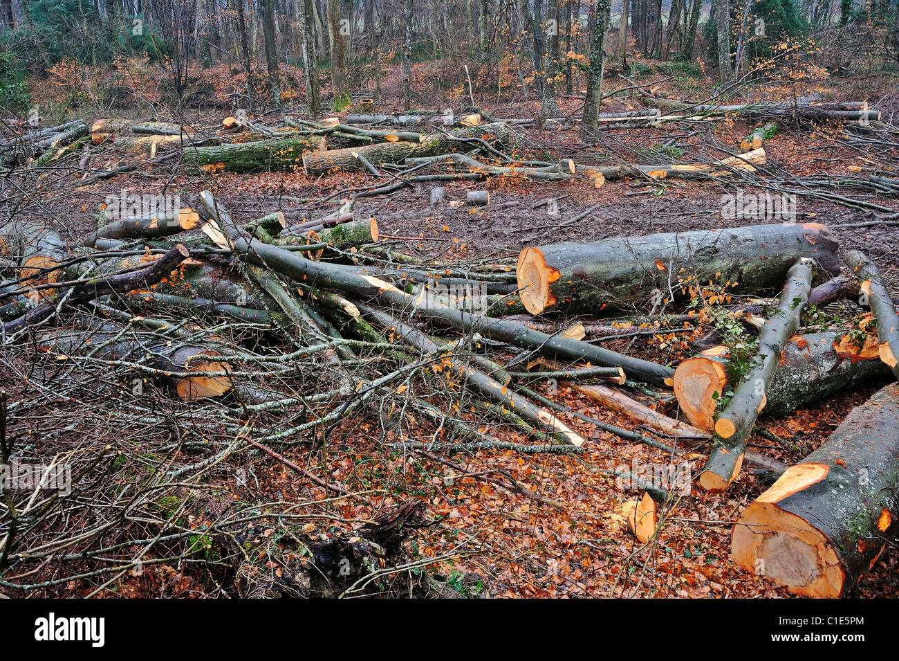 The devastation left behind after a wood has been logged Stock Photo