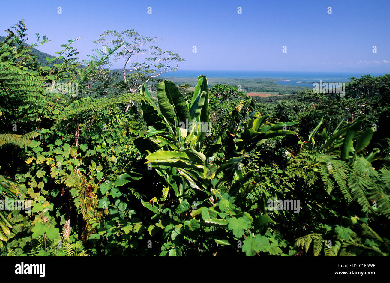 Australia, Queensland, north of Cairns, the rainy forest Stock Photo Alamy