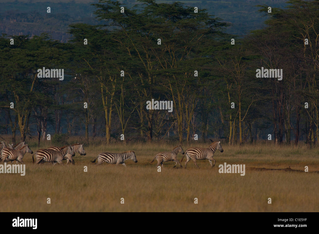 Zebra Herd Stock Photo