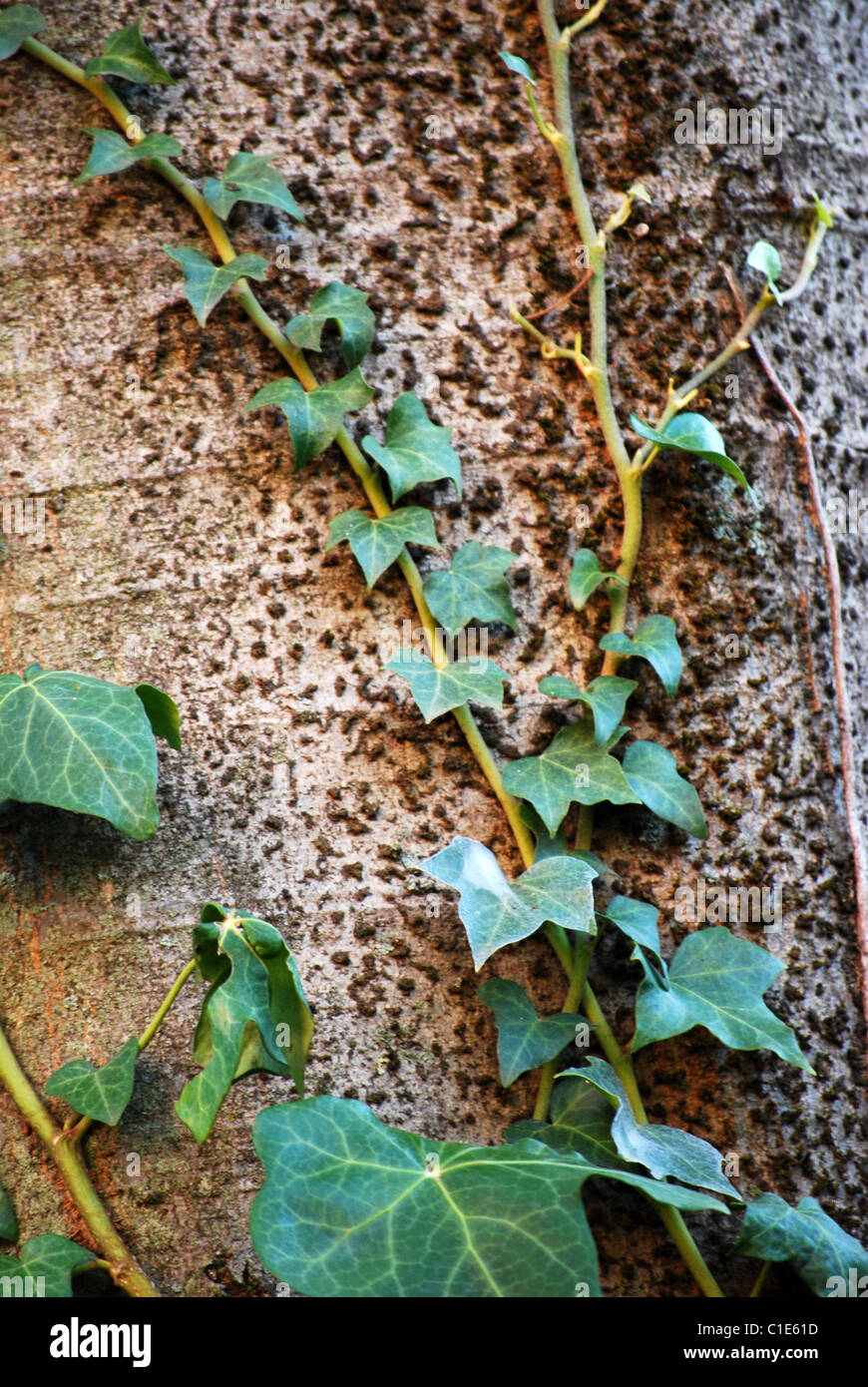 ivy growing up a tree Stock Photo Alamy