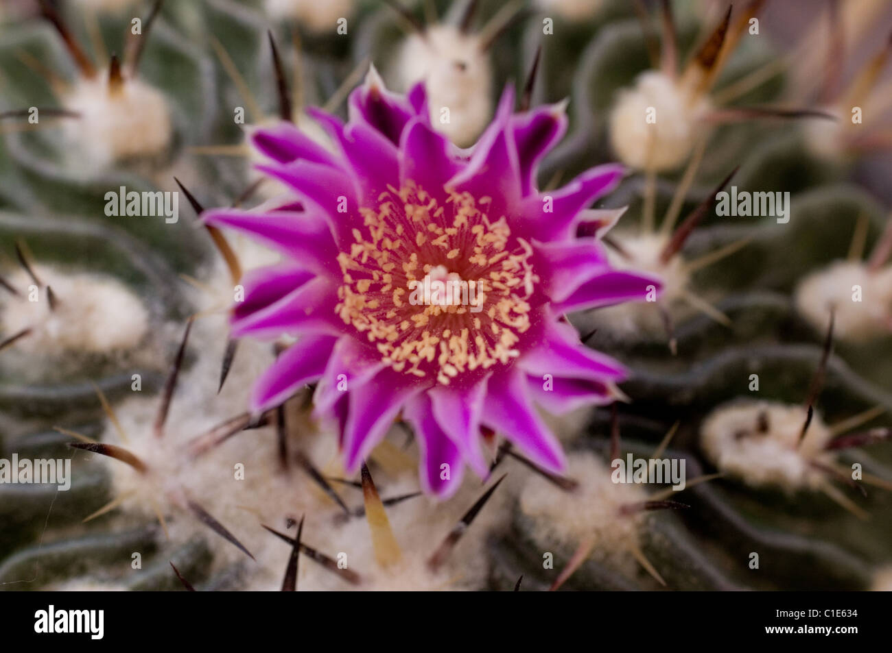 Detail of a cactus flower (Stenocactus sp) Stock Photo