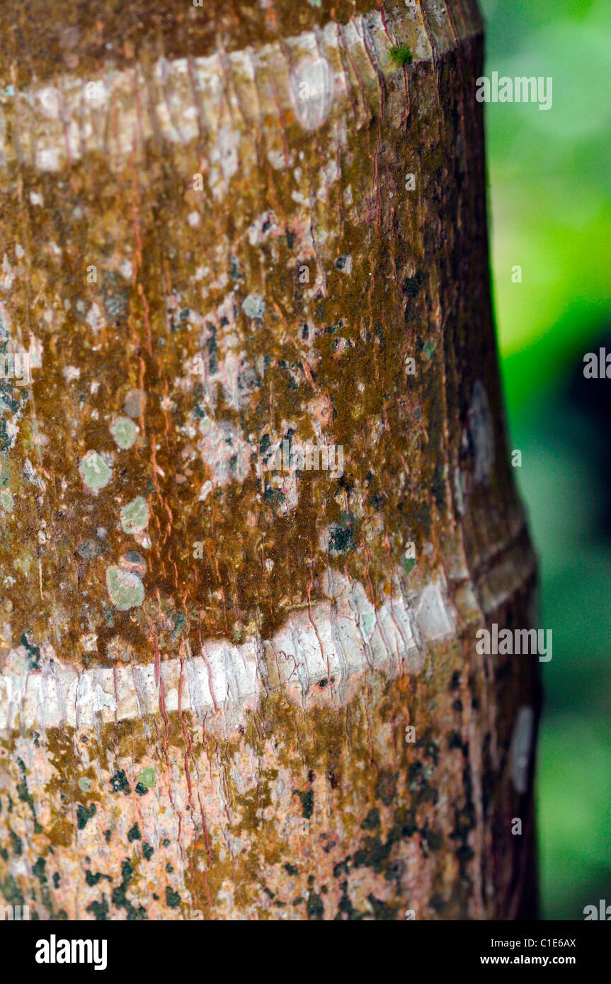 white growth rings on palm tree trunk tropical rainforest Stock Photo