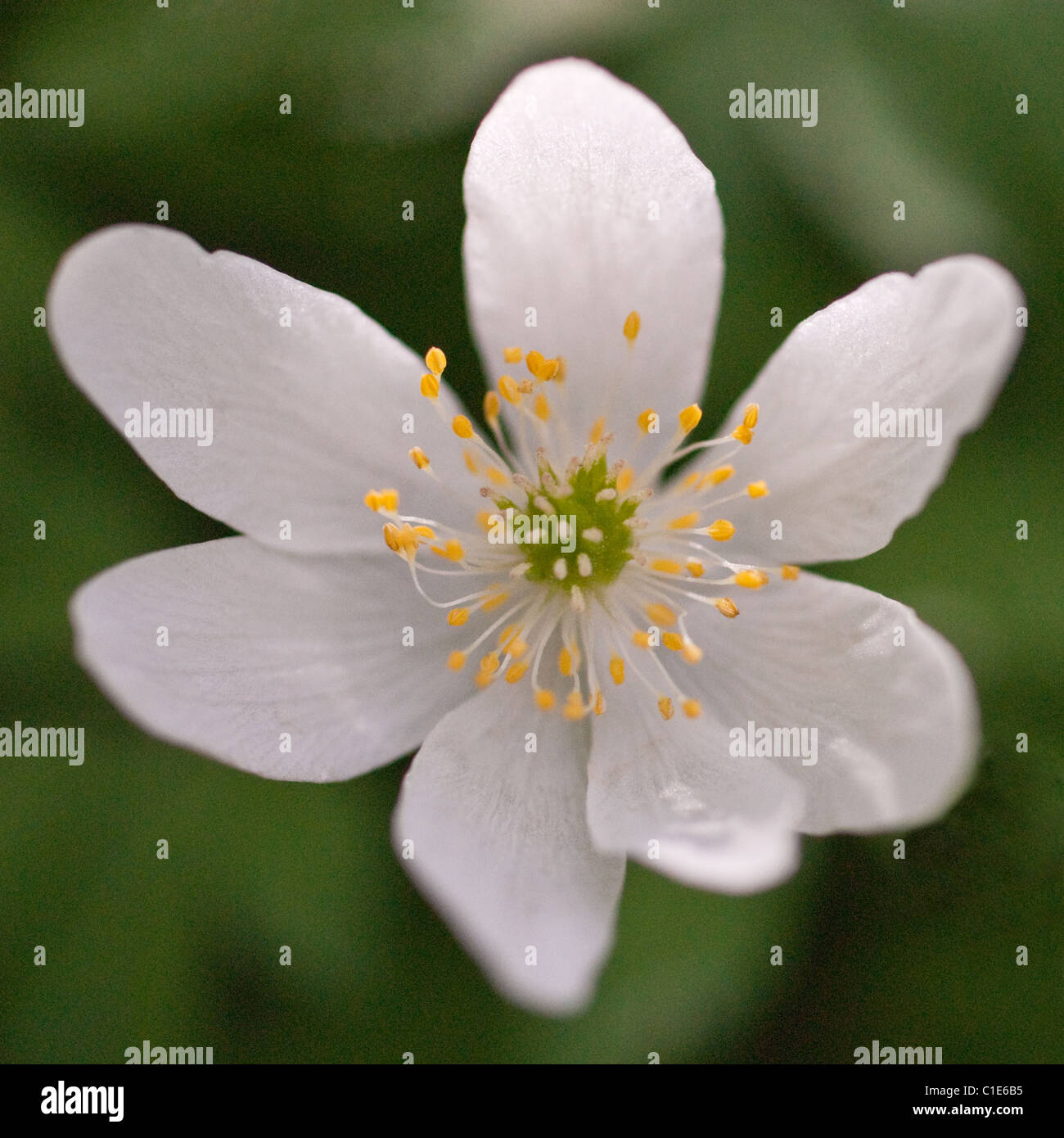 Wood Anemone Stock Photo Alamy