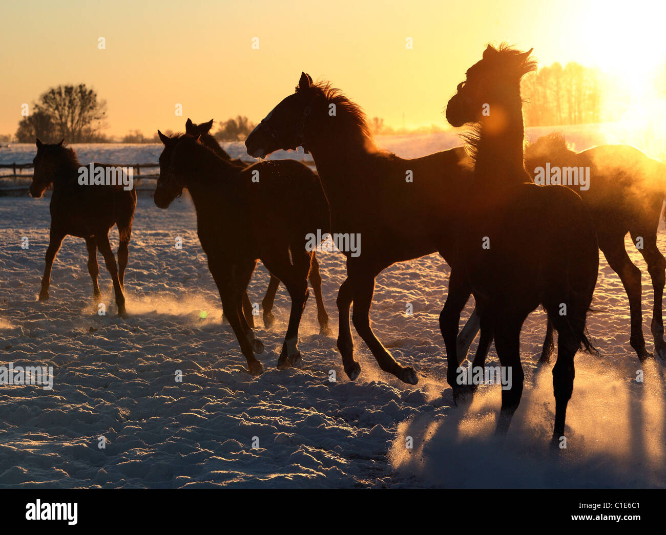 Silhouettes of horses in a paddock at dawn, Goerlsdorf, Germany Stock Photo