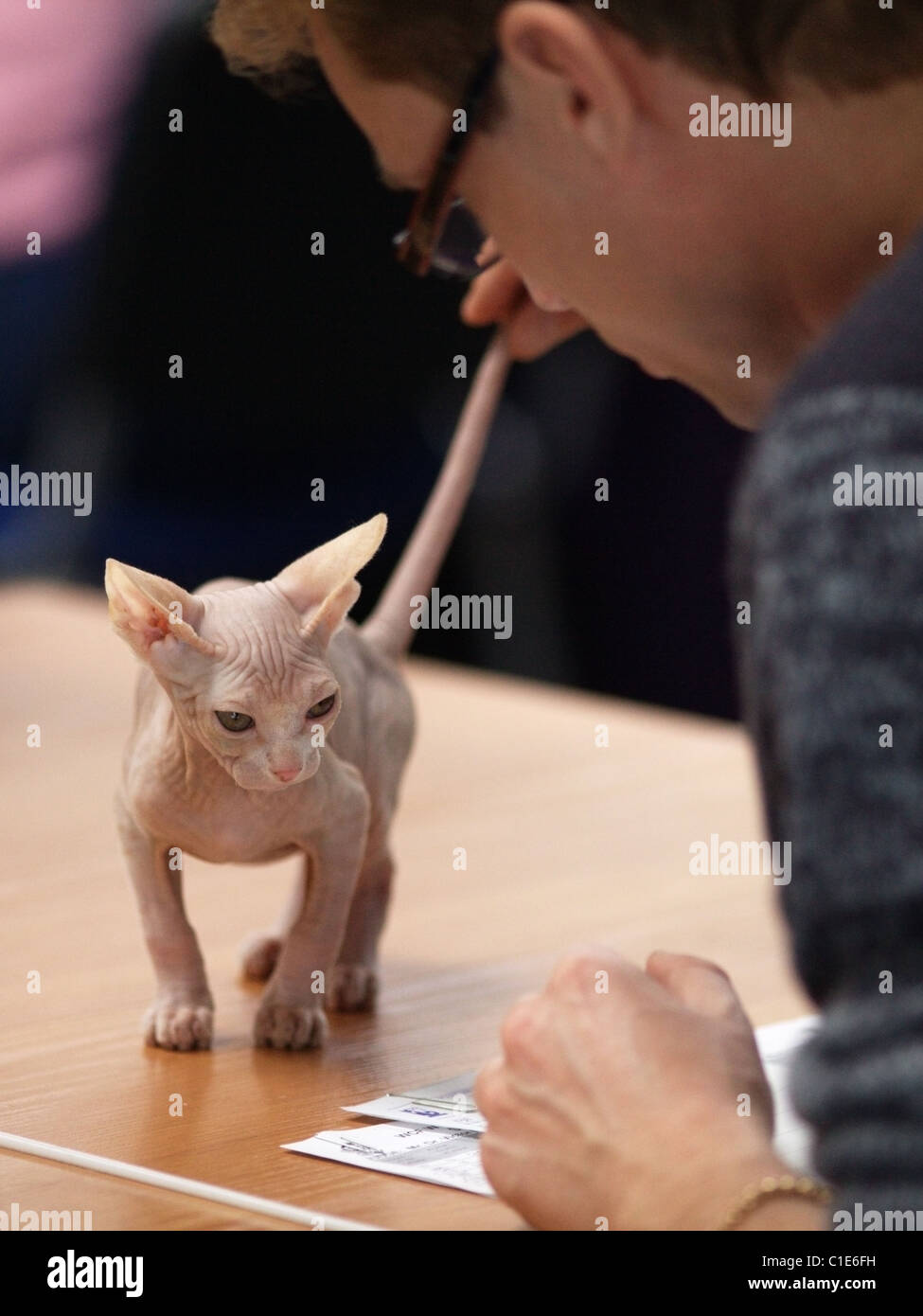 Cat judging on the WCF World Show Stock Photo