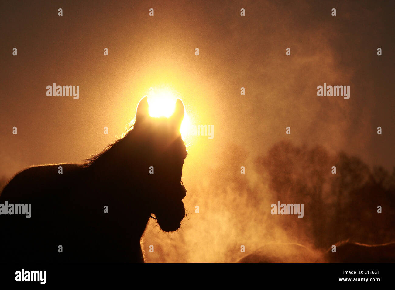 Silhouette of horse at sunrise, Goerlsdorf, Germany Stock Photo