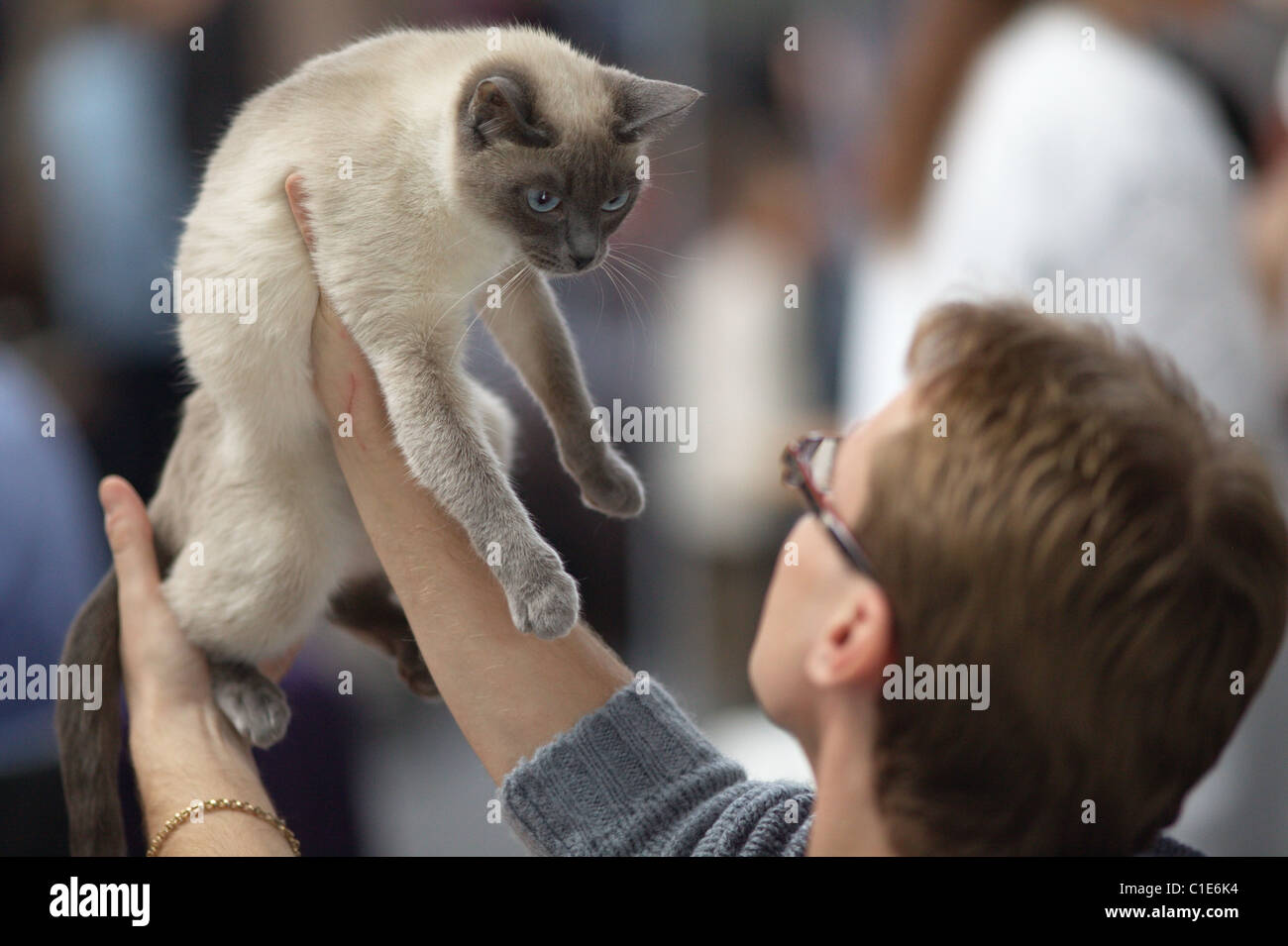 Cat judging on the WCF World Show Stock Photo