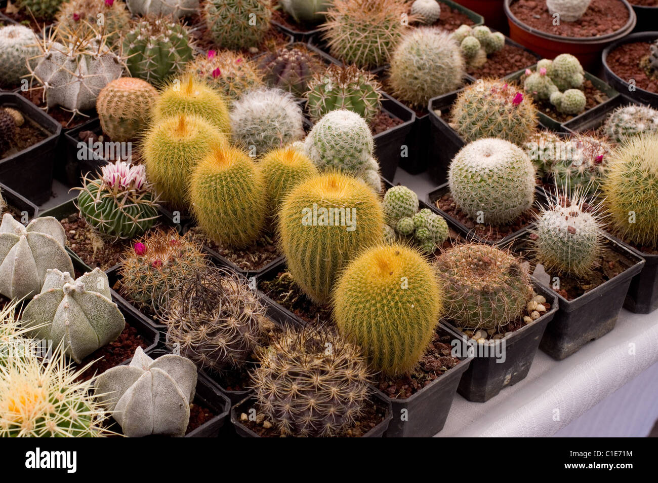 Cactus Exhibition High Resolution Stock Photography and Images Alamy