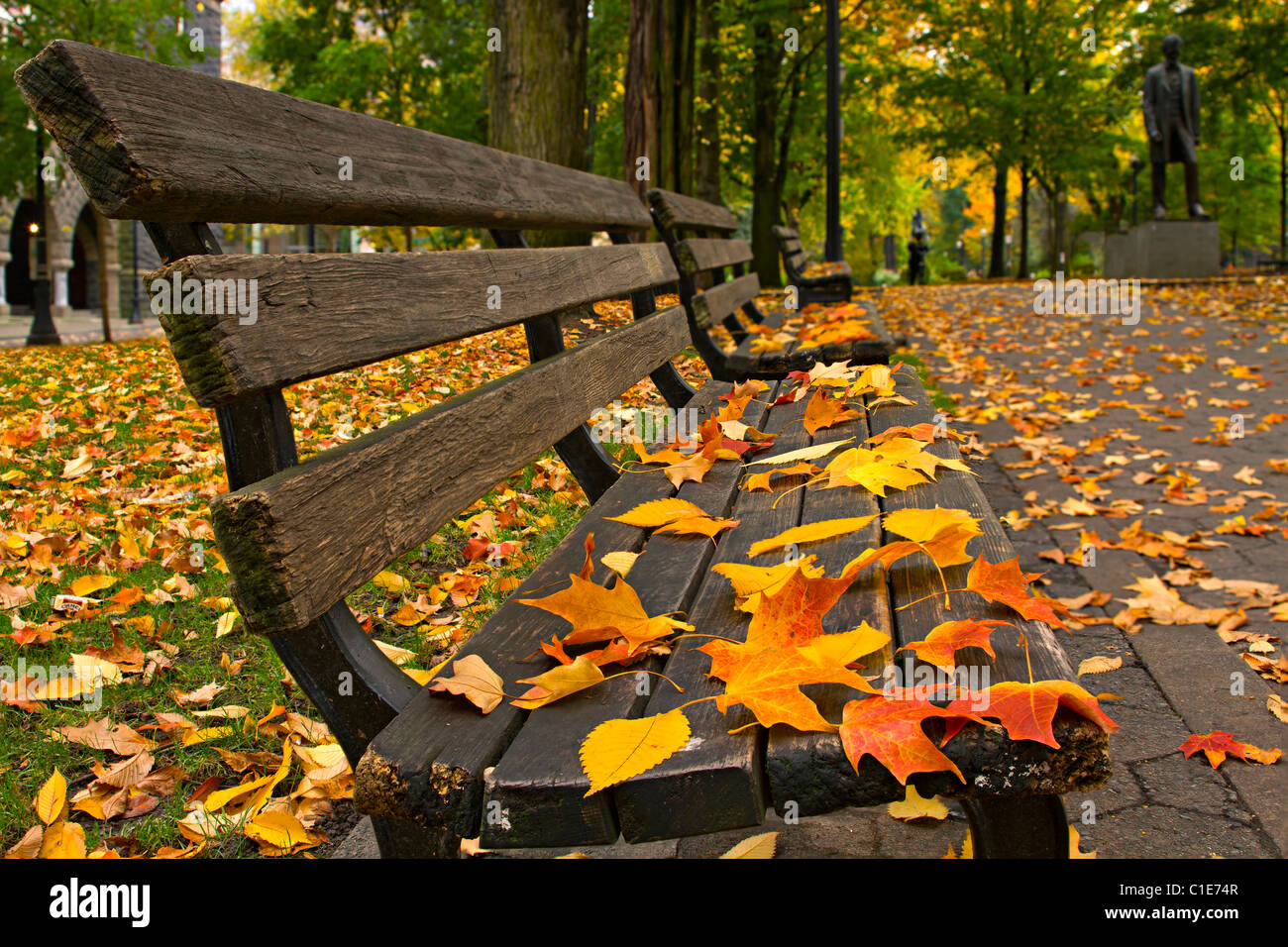 Maple and Elm Tree Fall Leaves on Park Benches Stock Photo - Alamy
