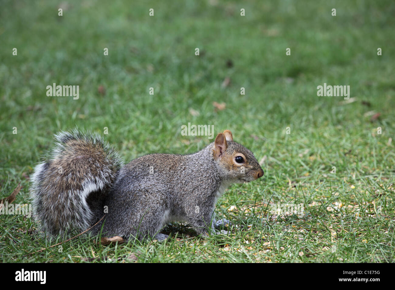 Close up of a Grey Squirrel (sciurus carolinensis) listening -  against a blurred green background Stock Photo
