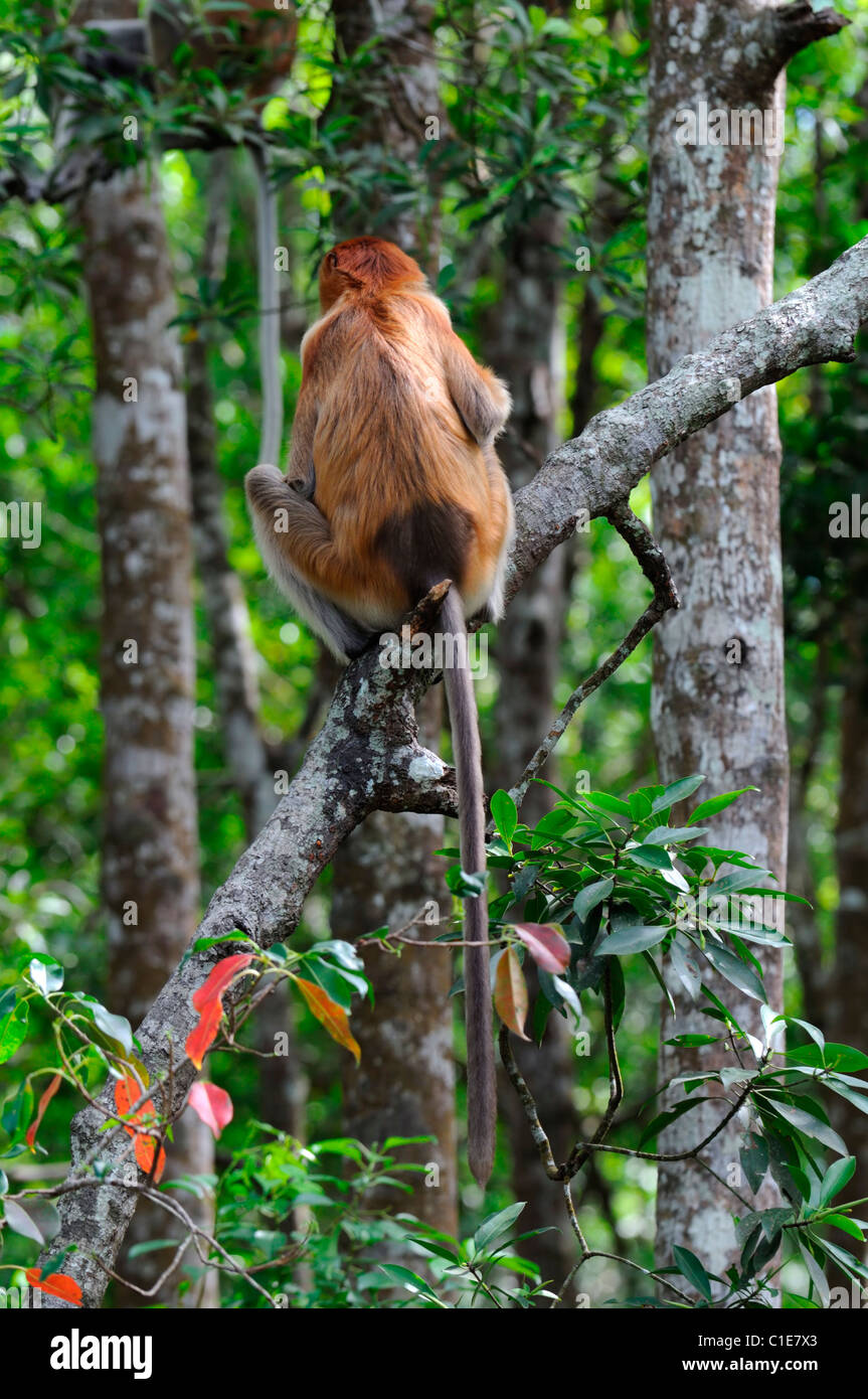 Labuk Bay Proboscis Monkey Sanctuary Conservation center sandakan sabah ...