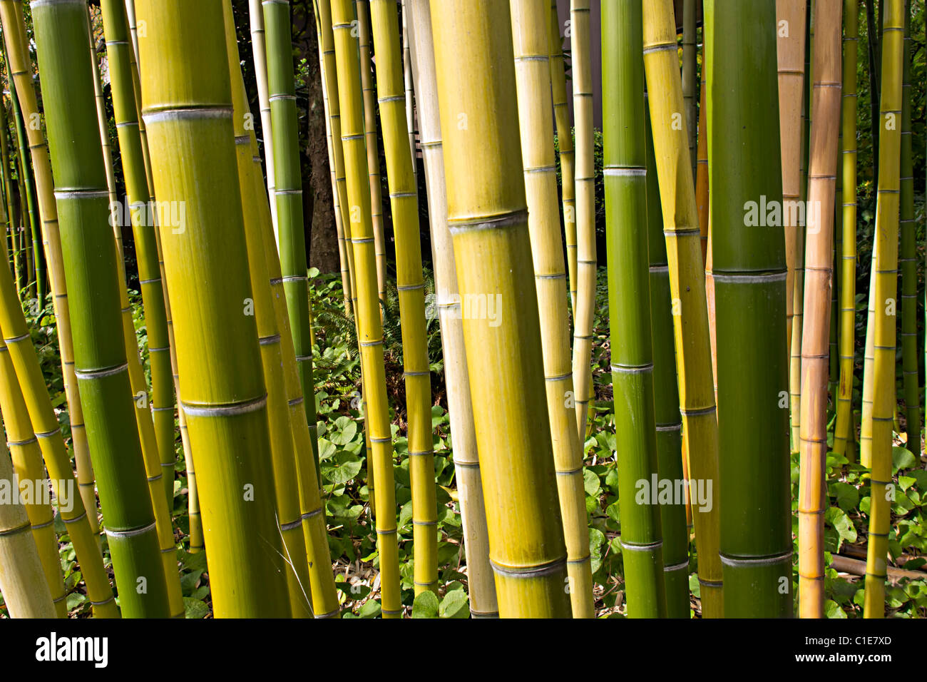 Bamboo Forest Perspective in Asian Inspired Garden 2 Stock Photo