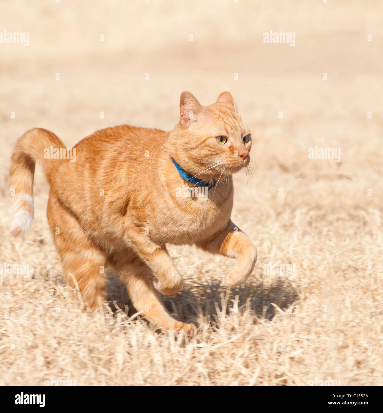 Orange tabby cat running full speed across a dry winter grass field Stock Photo