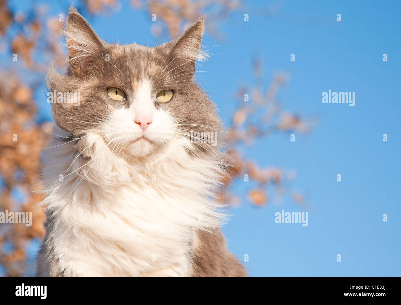 A serious looking diluted calico cat against a tree with dry leaves and blue sky Stock Photo