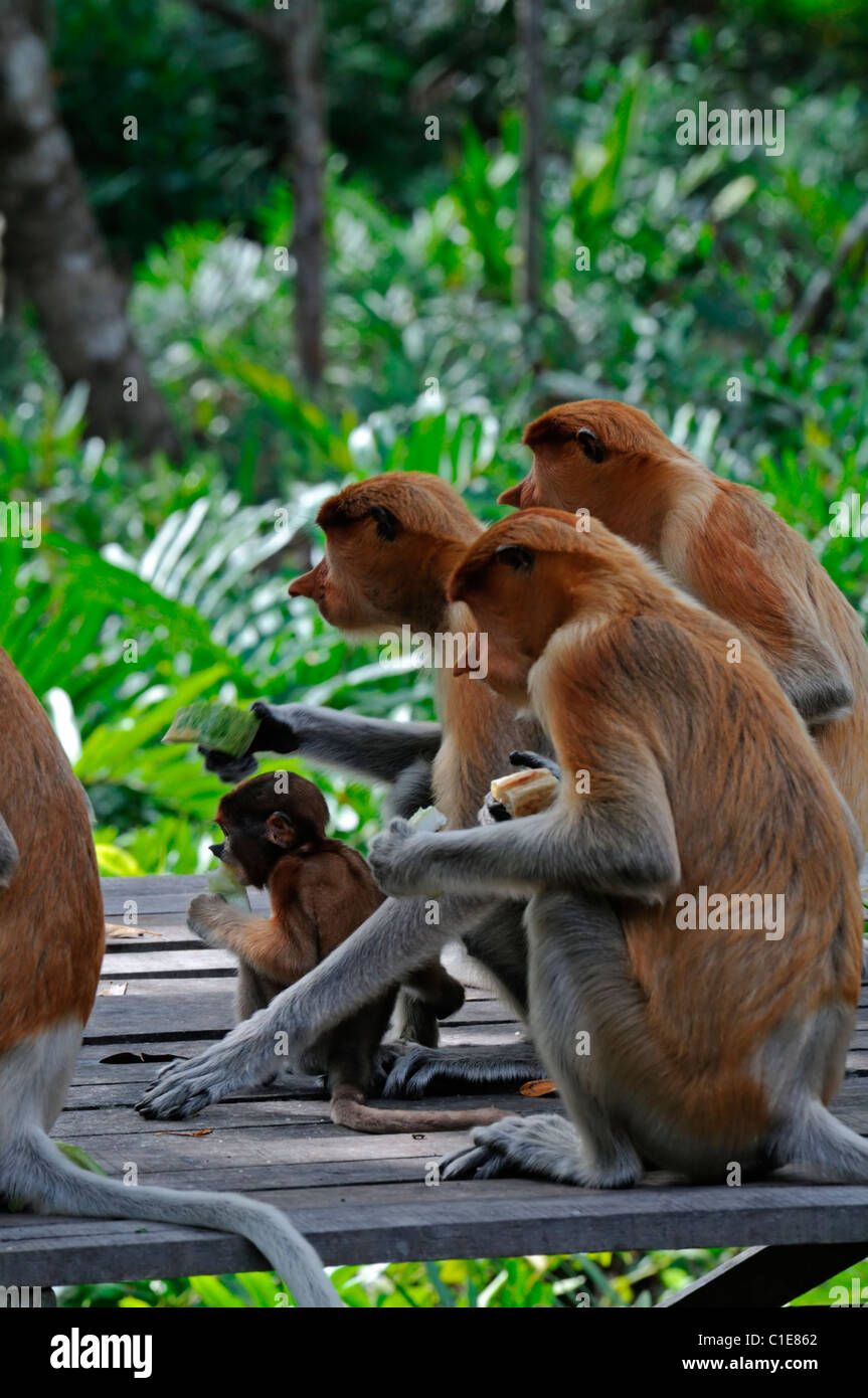 Labuk Bay Proboscis Monkey Sanctuary Conservation center sandakan sabah ...