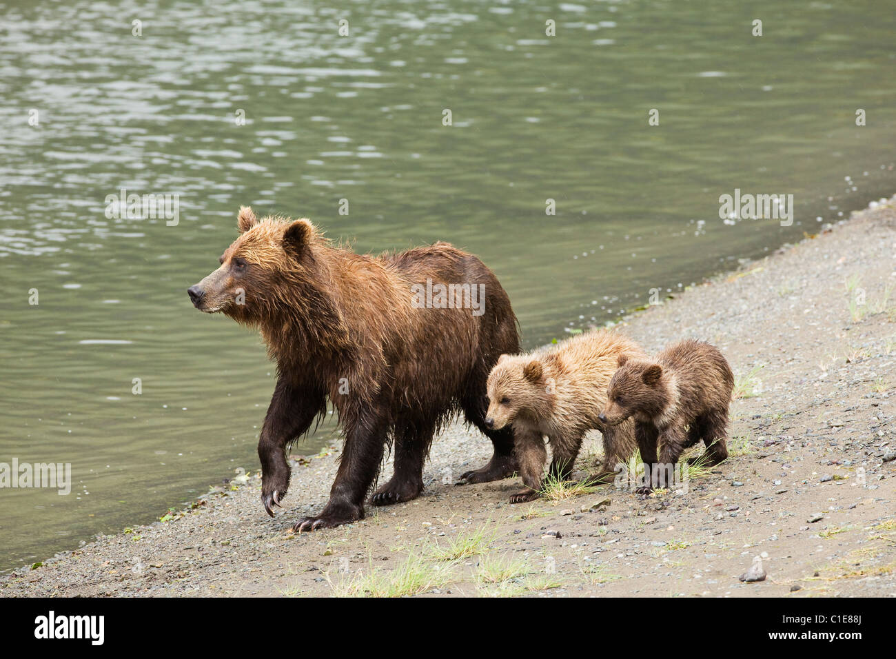 Sow brown bear and cubs near Horn Creek looking for spawning salmon in Chinitna Bay area of Lake Clark National Park, Alaska. Stock Photo