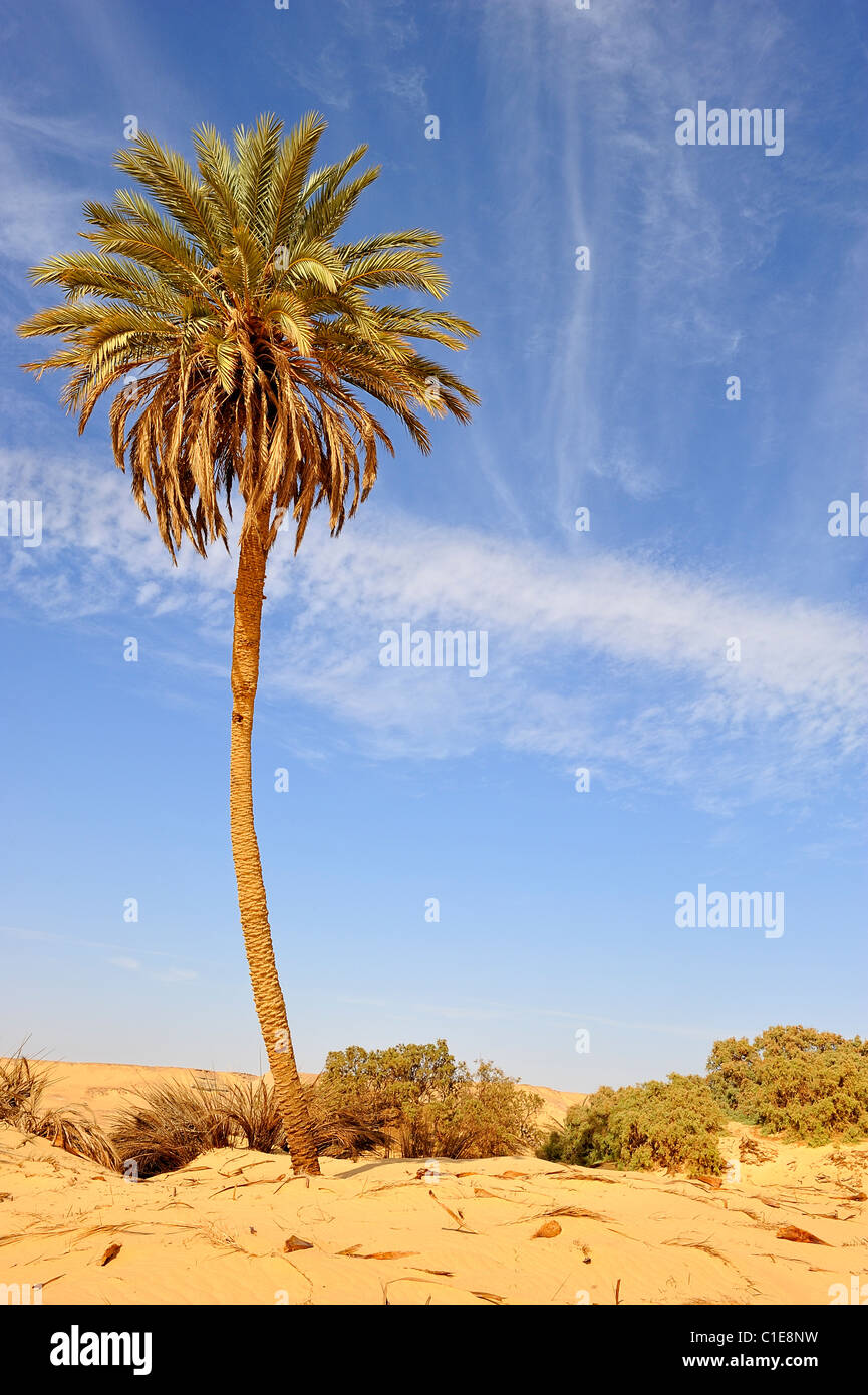 Palm tree in an oasis in the White Desert national park, Egypt Stock ...