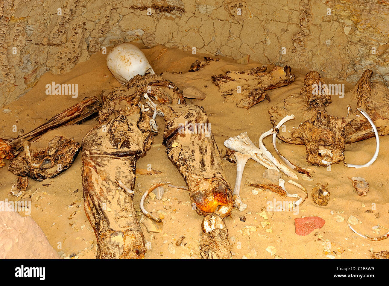 Open Roman grave with skeletons, bones and skulls in the Western Desert, Egypt Stock Photo