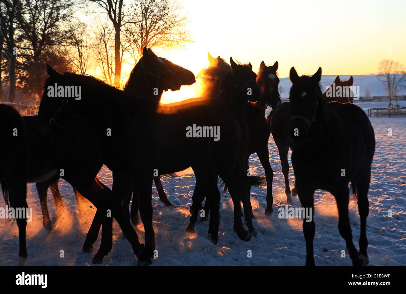 Silhouettes of horses at sunrise, Goerlsdorf, Germany Stock Photo