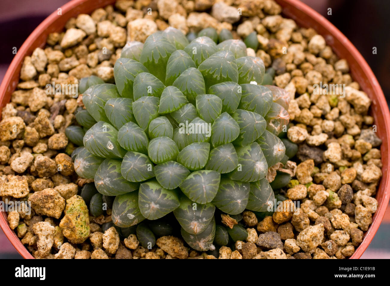 Haworthia cooperi var. truncata Stock Photo