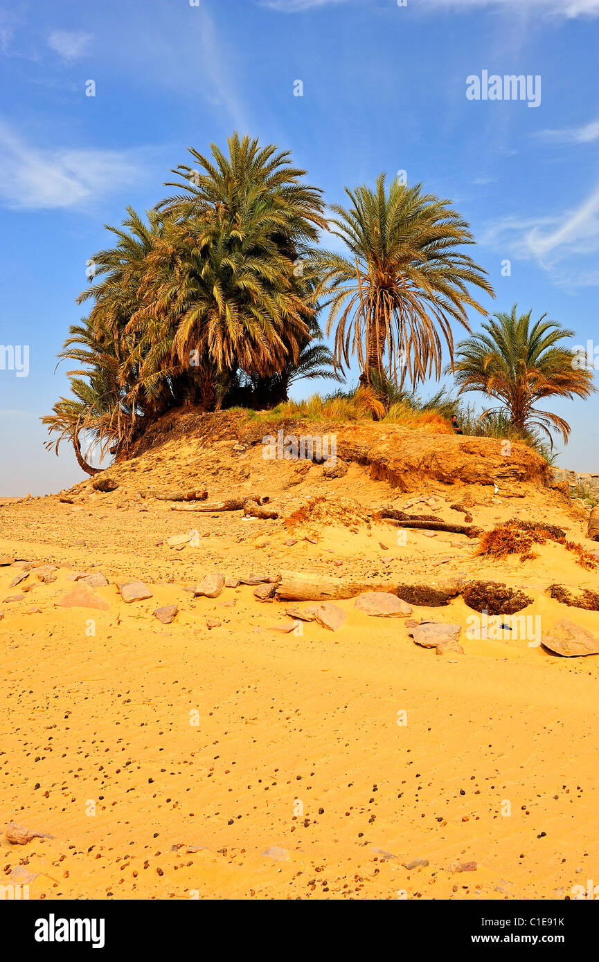 Egypt palm tree sand hires stock photography and images Alamy