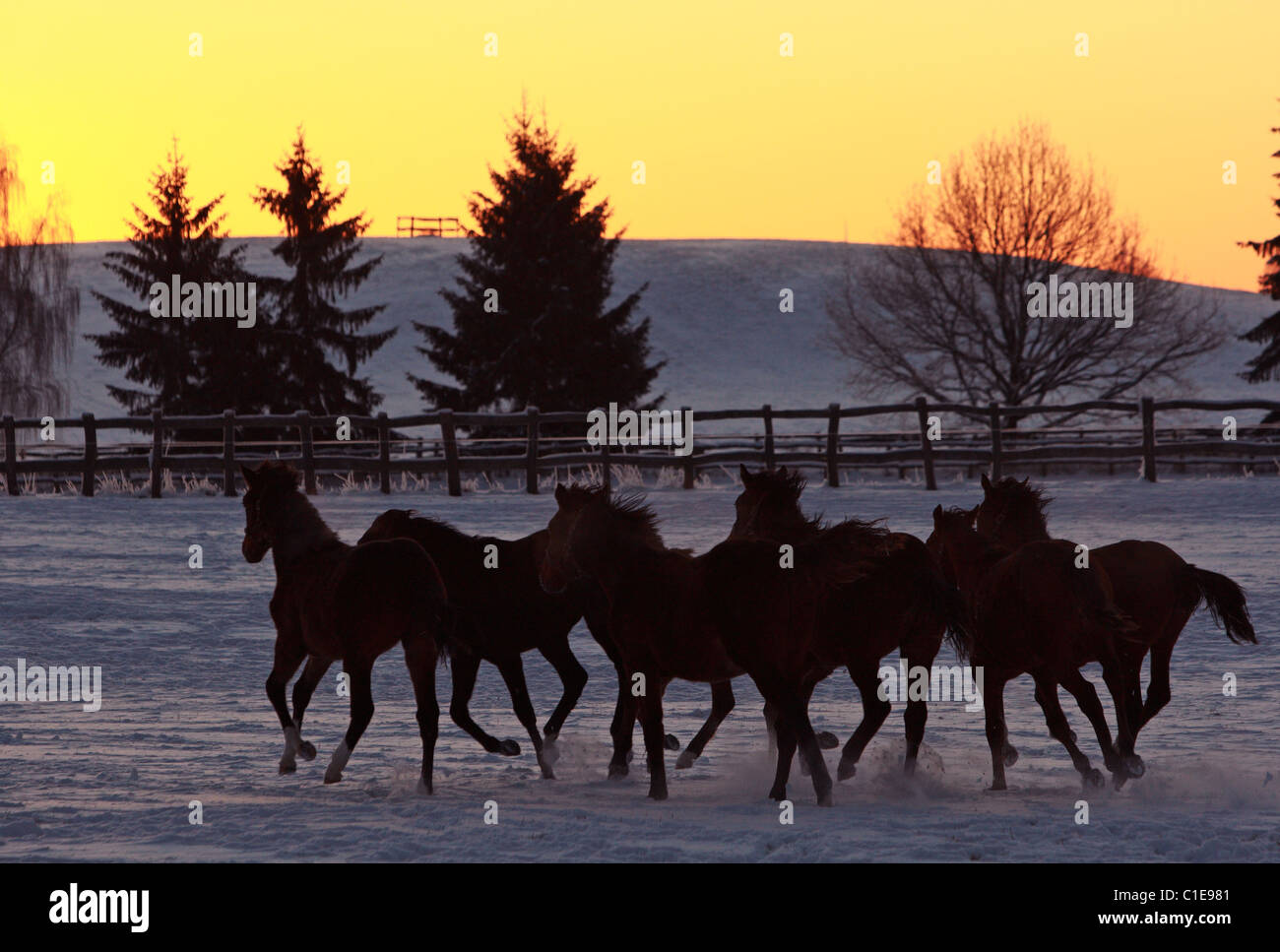 Silhouettes of horses in a paddock at dawn, Goerlsdorf, Germany Stock Photo