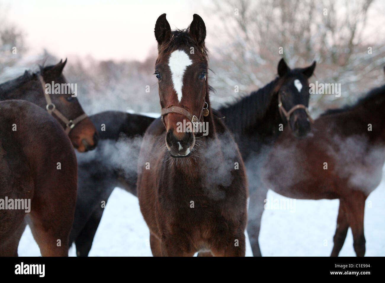 Portrait of horses in a paddock in winter, Goerlsdorf, Germany Stock Photo
