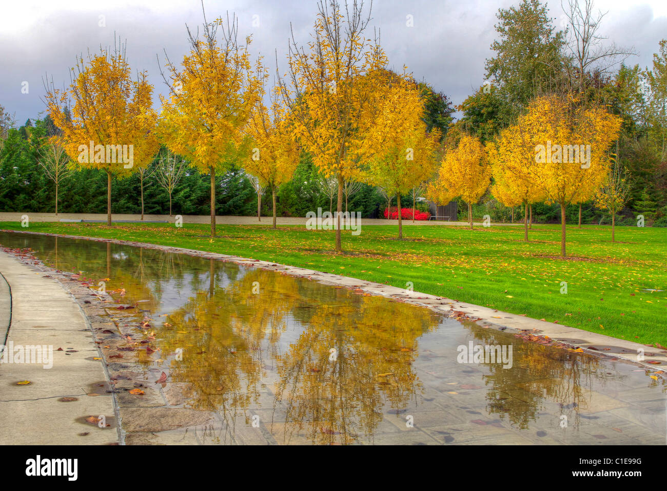 Tree Reflection Yellow Reflection of Yellow Trees in the Fall at the Park Stock Photo - Alamy