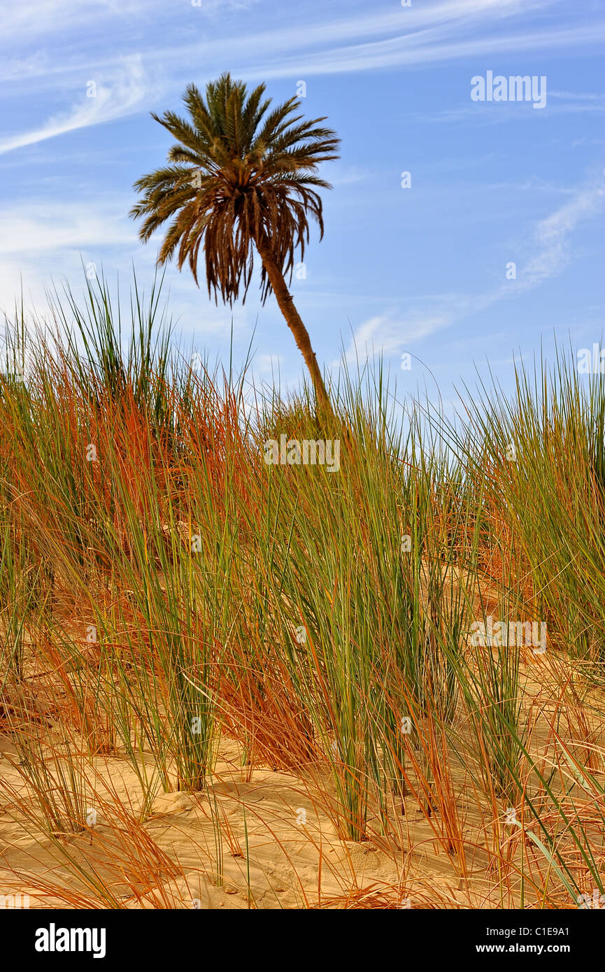 Oasis with palm trees and weeds in the White Desert national park