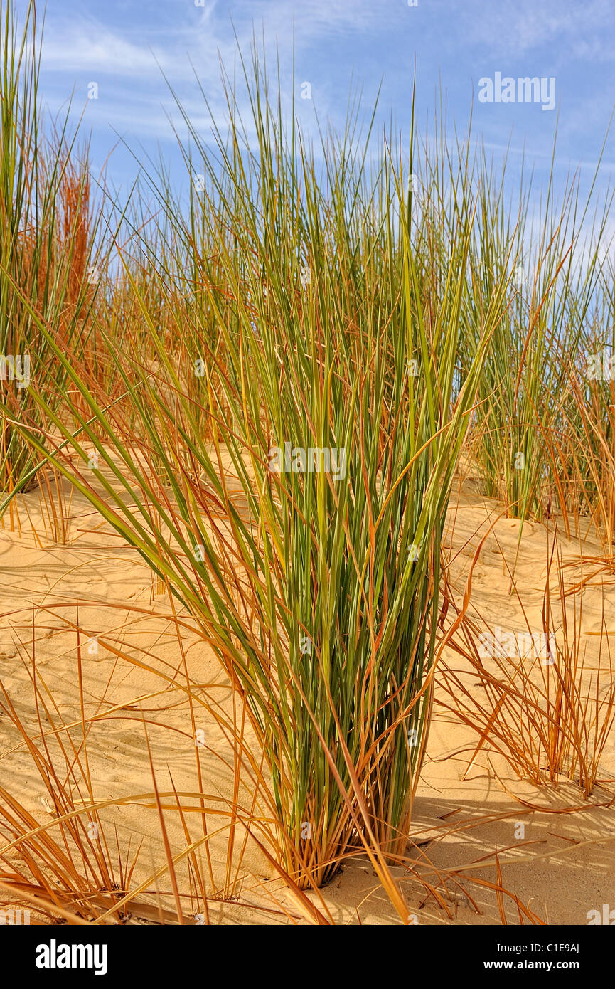 Plants growing on a sand dunes near an oasis in the White Desert Stock Photo 35350074 Alamy