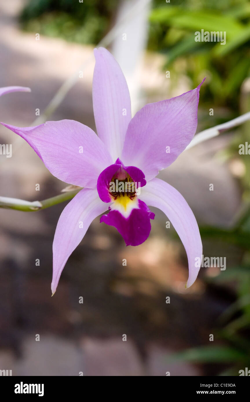 Photo of a Mexican Orchid (Laelia anceps) at Chapultepec´s botanical garden Stock Photo