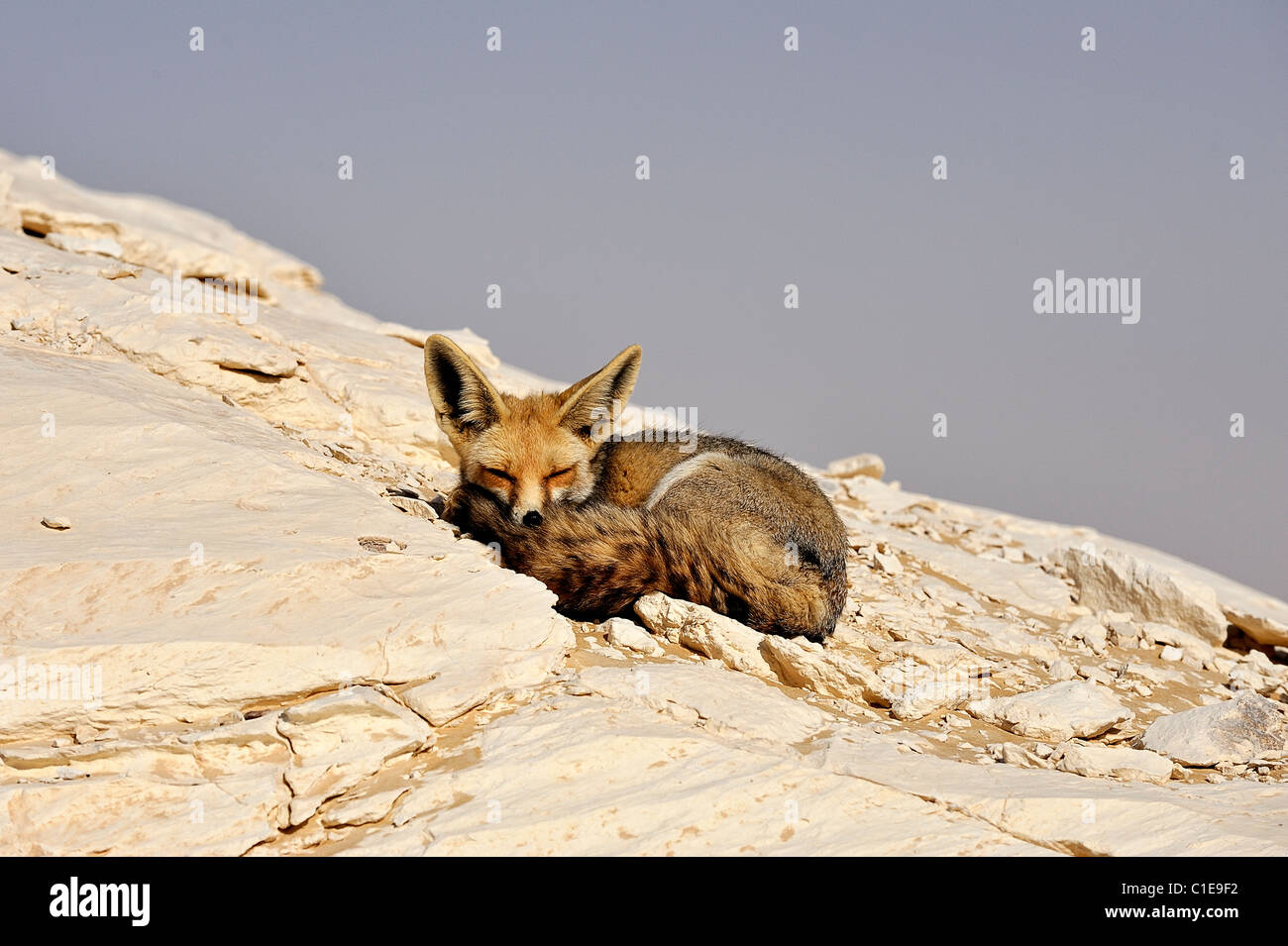 Fennec fox, scientific name Fennecus Zerda, on a rock formation in the