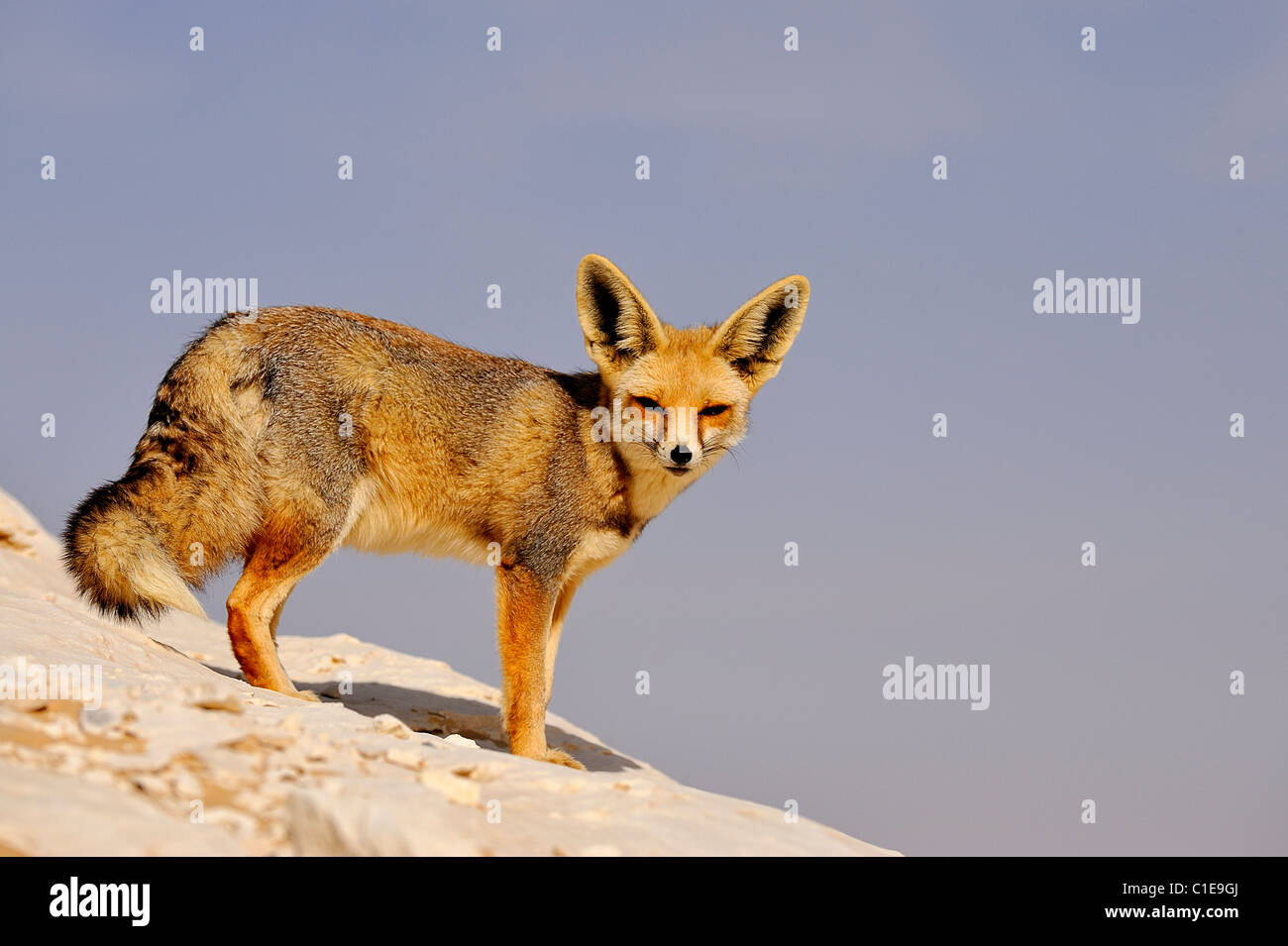 Fennec fox, scientific name Fennecus Zerda, on a rock formation in the