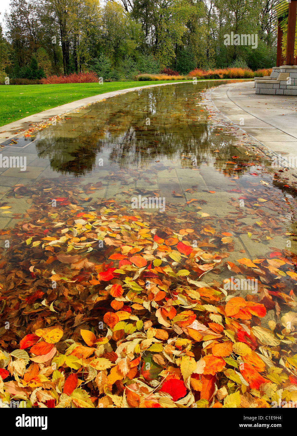 Fall Leaves in the Pond at Foothills Park in Lake Oswego Oregon Stock Photo