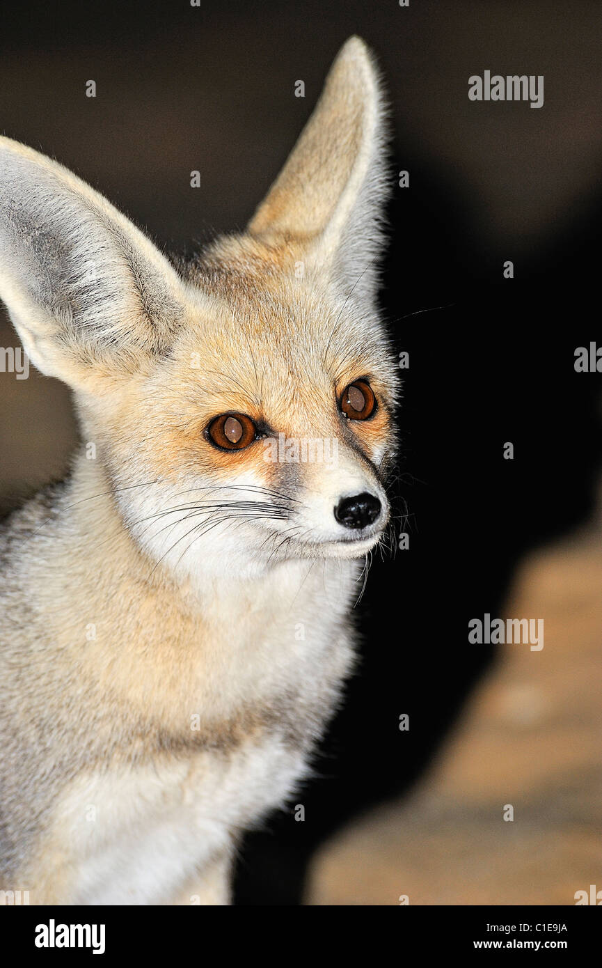 Fennec fox, scientific name Fennecus Zerda, on a rock formation in the