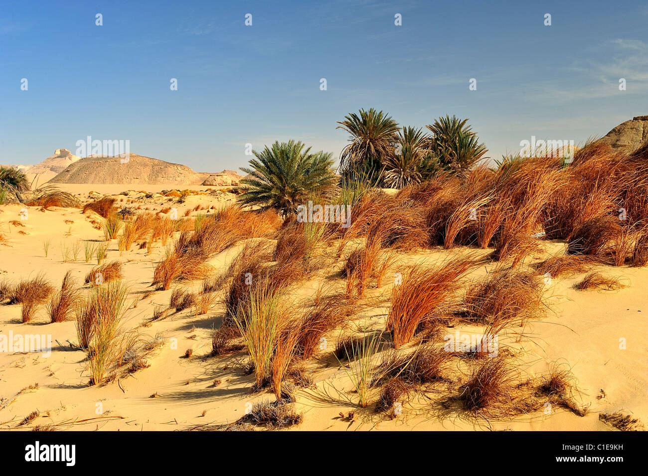 Oasis with palm trees and weeds in the White Desert national park