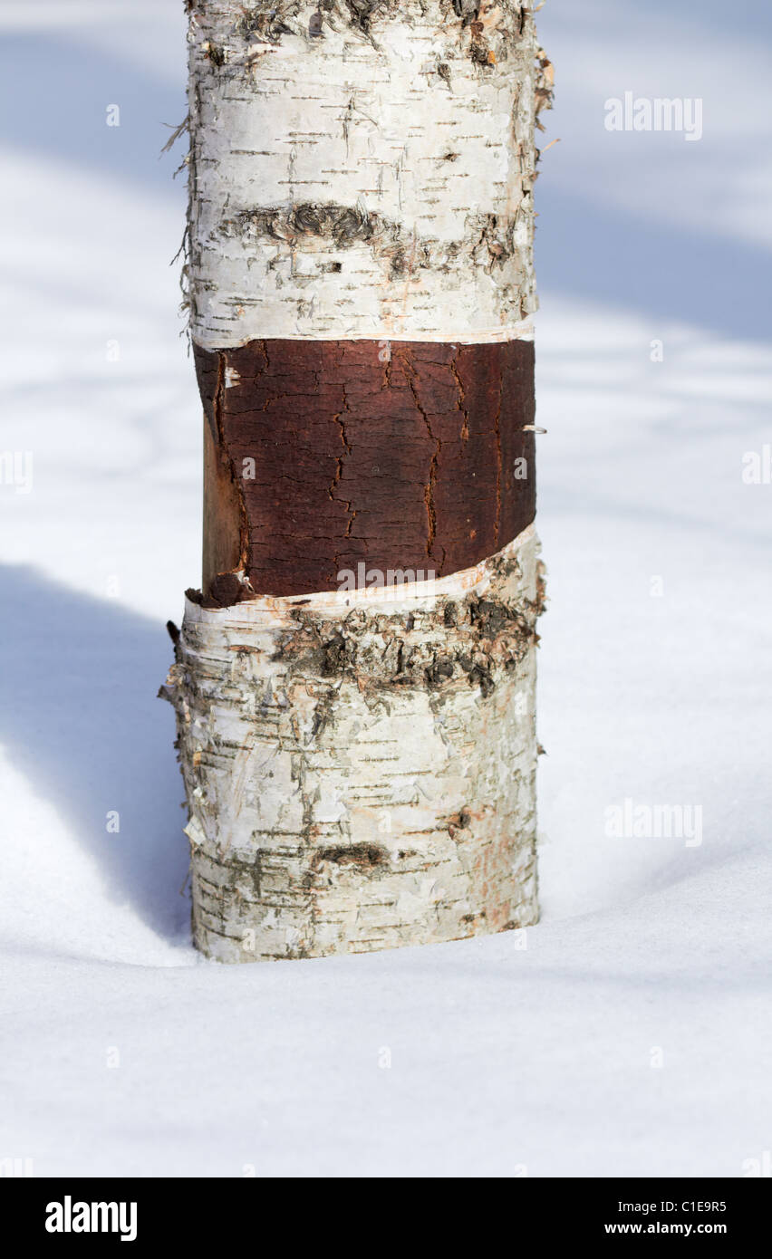 Birch Tree Trunk in the snow. Closeup. Stock Photo