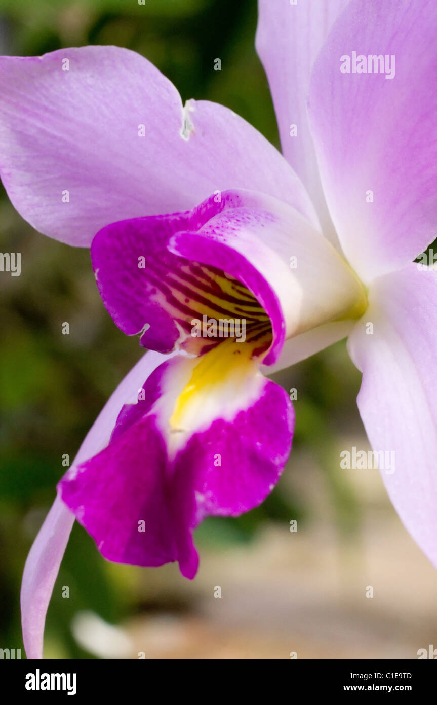 Photo of a Mexican Orchid (Laelia anceps) at Chapultepec´s botanical garden Stock Photo