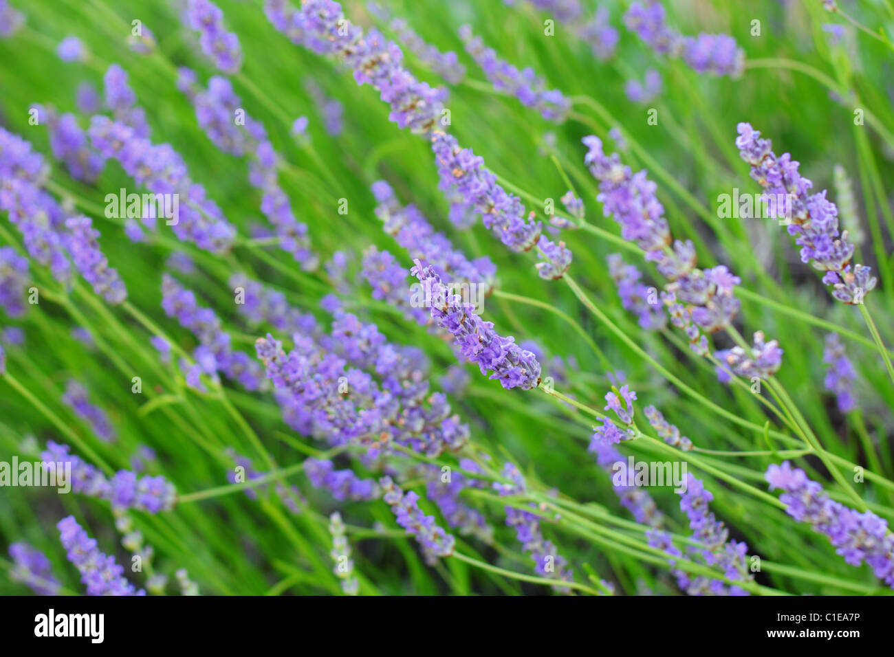 Closeup of lavender flowers with green stems Stock Photo