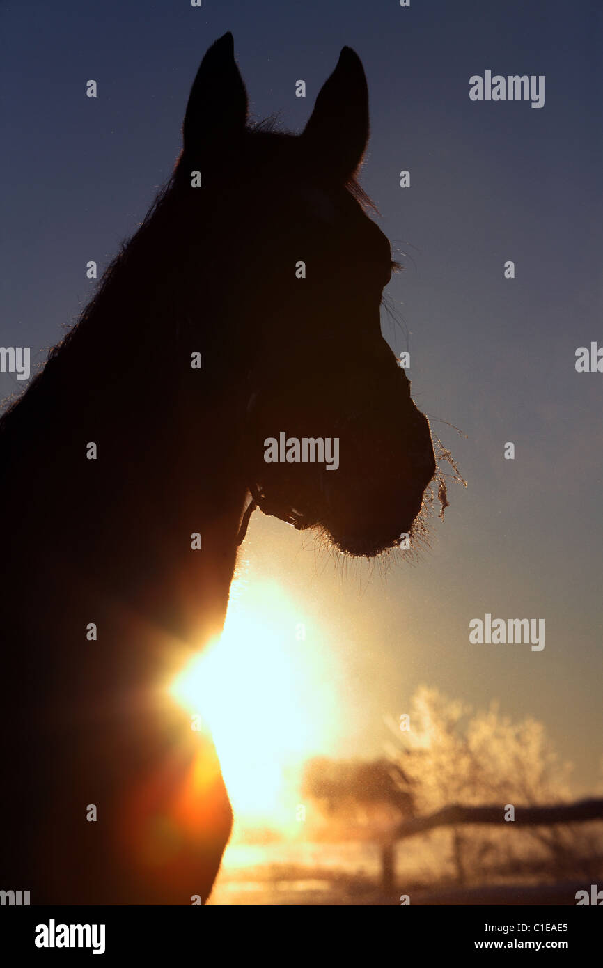 Silhouette of horse at sunrise, Goerlsdorf, Germany Stock Photo